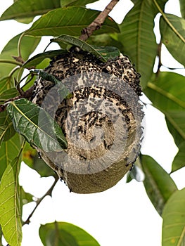 Nest of Long-waisted Honey Wasps