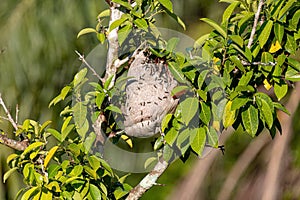 Nest of Long-waisted Honey Wasps