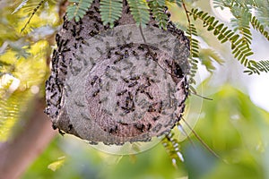 Nest of Long-waisted Honey Wasps
