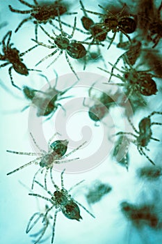 Nest with lots of little spiders, brood. Web close up. Arachnophobia, disgusting and scary concept. Insects phobia, horror, fear