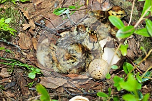 Nest of the Lyrurus tetrix, Black Grouse.