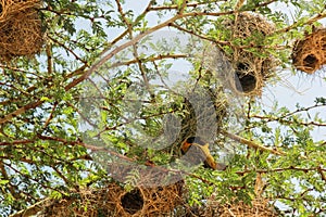 Nest in Maasai Mara, Kenya