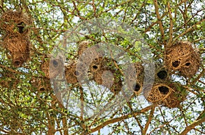Nest in Maasai Mara, Kenya