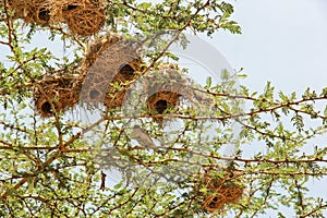 Nest in Maasai Mara, Kenya