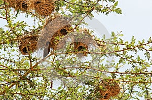 Nest in Maasai Mara, Kenya