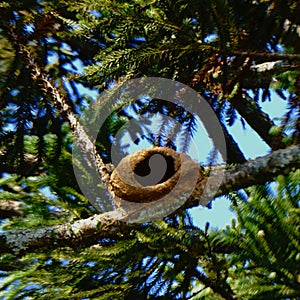 nest made of clay by the bird Furnarius rufus