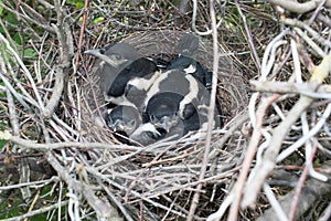 Pica pica. The nest of the Magpie