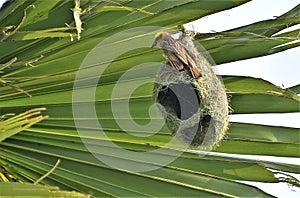 Nest making by weaver birds