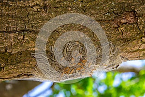 Nest met eikenprocessierupsen aan een eikenboom