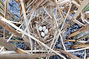 The nest of Moorhen (Gallinula chloropus)