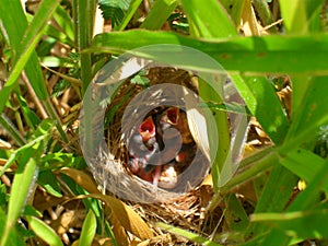 nest and nature photo