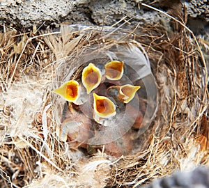 Nest with nestling brood