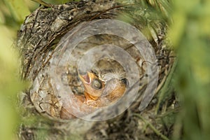 Nest and nestlings of European goldfinch Carduelis carduelis