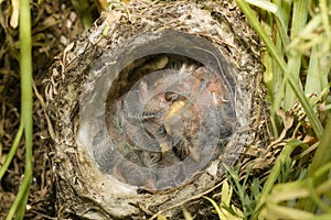 Nest and nestlings of European goldfinch Carduelis carduelis