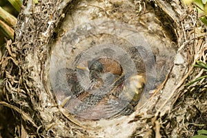 Nest and nestlings of European goldfinch Carduelis carduelis