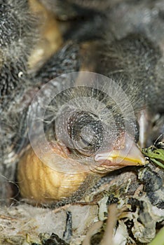 Nest and nestlings of European goldfinch Carduelis carduelis