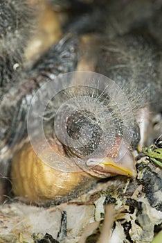 Nest and nestlings of European goldfinch Carduelis carduelis