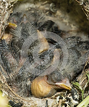 Nest and nestlings of European goldfinch Carduelis carduelis