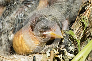 Nest and nestlings of European goldfinch Carduelis carduelis