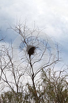 Nest on a No leafs Tree