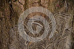 A nest of the oak caterpillar on a tree