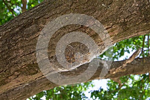 A nest of the oak caterpillar on a tree