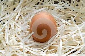 Nest with one alone egg