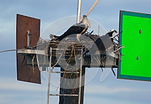 Nest of Osprey in the middle of the sea