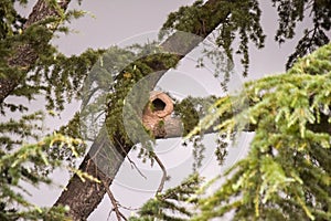 nest of an ovenbird in the branches of a tree. Furnarius rufus photo