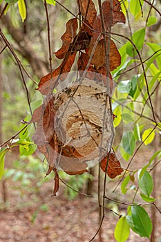 Nest of Paper Wasps