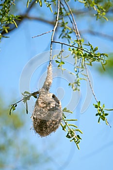 Nest of a Penduline Tit Remiz pendulinus