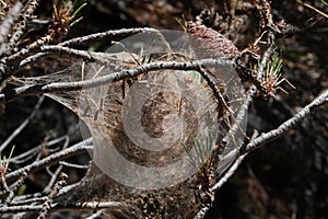Nest of Pine processionary larvae in tree