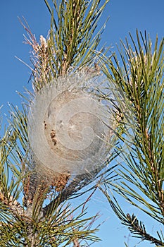 Nest of pine processionary