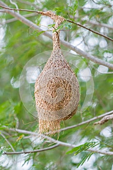 Nest of Ploceus philippinus.
