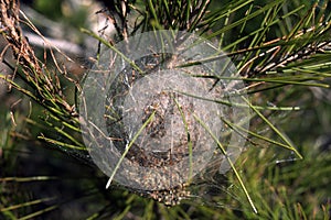 Nest of procesionaria of the pine. Poisonous caterpillars. photo