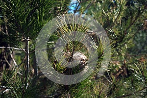 Nest of procesionaria of the pine. Poisonous caterpillars. photo