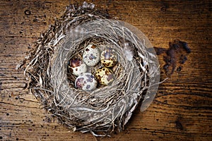 Nest with quail eggs