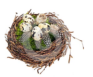 Nest with quail eggs and birds feather