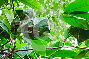 Group of red ant soldier made from green leaves Nest for living on tree. natural wildlife small animal working on branch in botany