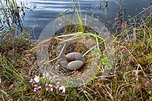 Nest of red-throated Loon (Gavia stellata