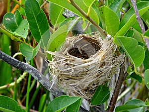 Nest of a Red-winged Blackbird (Agelaius phoeniceus)