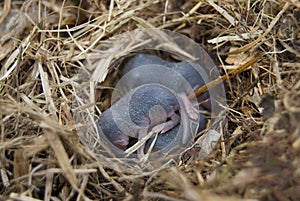 Nest of rodent water curative Neomys fodiens photo