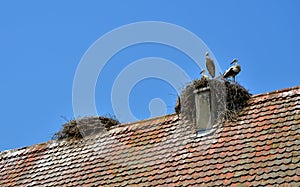 Nest on the roof