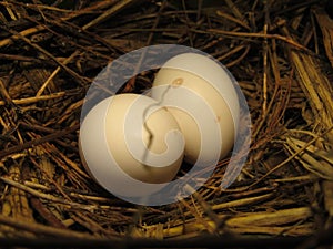 Nest of the ruddy ground dove (Columbina talpacoti)