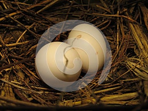 Nest of the ruddy ground dove (Columbina talpacoti) photo