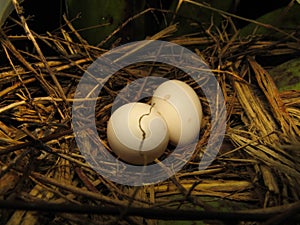 Nest of the ruddy ground dove (Columbina talpacoti) photo