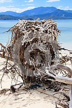 Nest of Sea Eagle on the beach