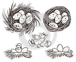 Nest set and hatching chicken. Vector drawing.