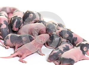 Nest of six days old hairless fancy mouse pups