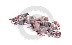 Nest of six days old hairless fancy mouse pups